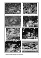 Amsel-Bild-Satz-Zuordnung-Sw-2.pdf